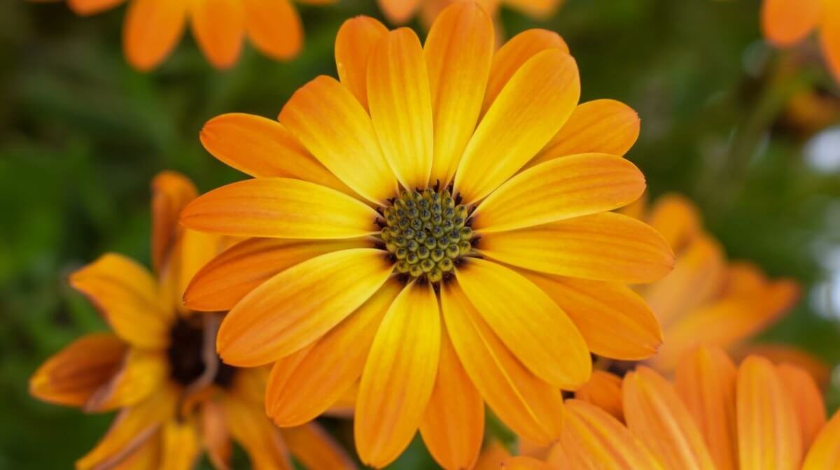 Close up of a bright orange calendula flower