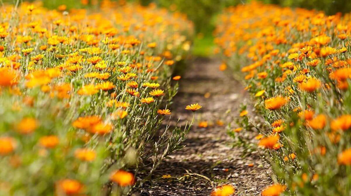 Close up of path through a field of marigold flowers