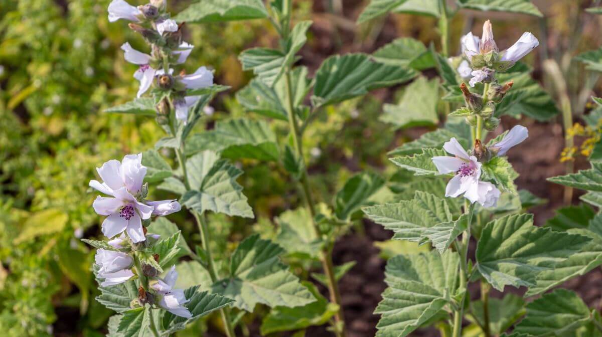 Marshmallow plant
