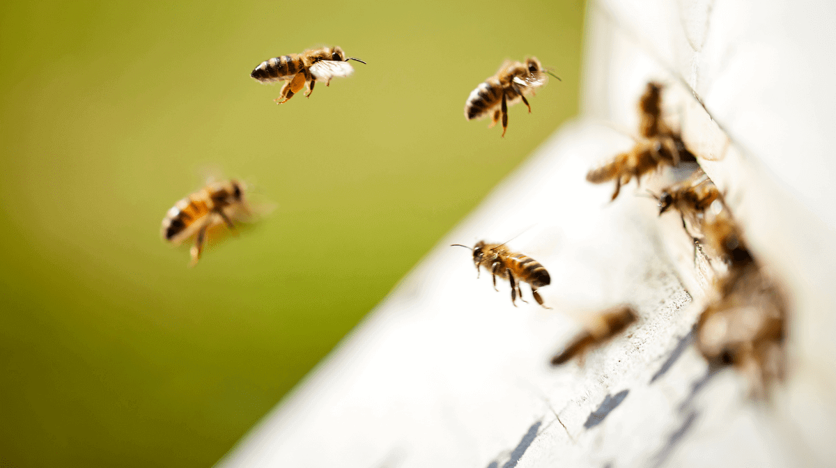 close up of bees flying around a hive