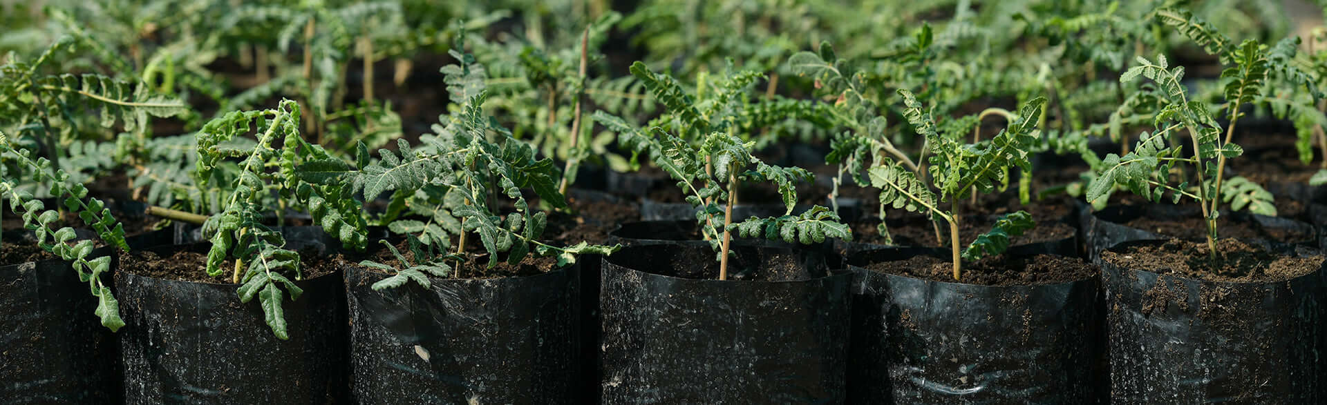 Frankincense plants 