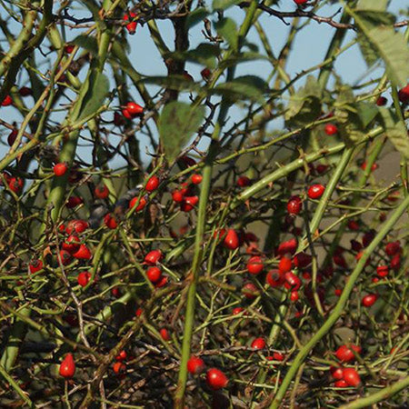 Picture of a close-up of a Rosehip bush - Neal's Yard Remedies