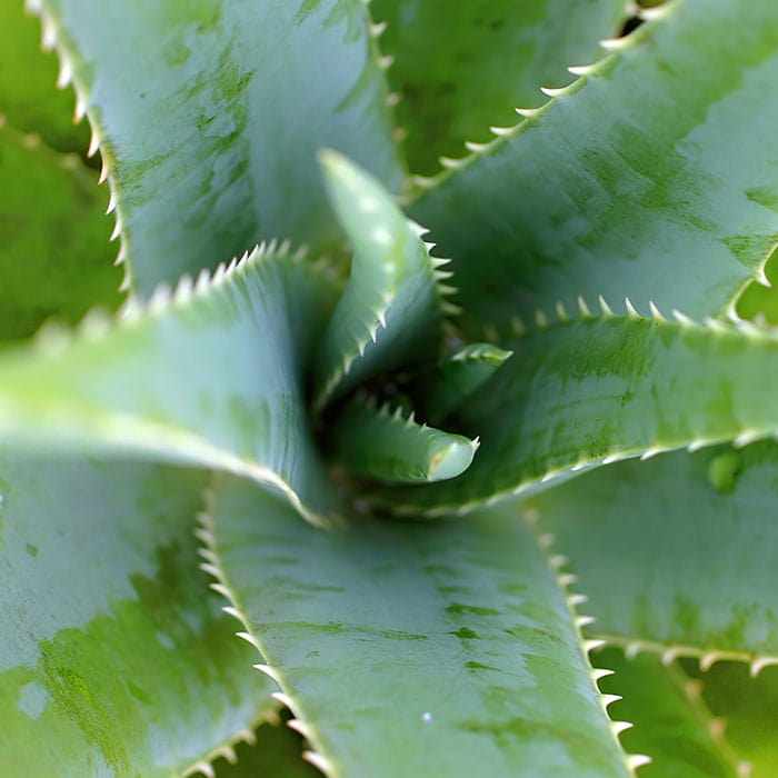 aloe-vera-700x700.jpg