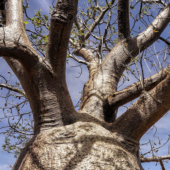 baobab-seed-oil-700x700.jpg