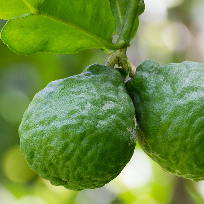 bergamot-essential-oil-700x700.jpg