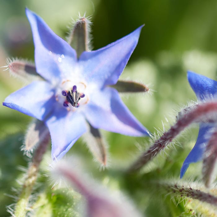 borage-700x700.jpg