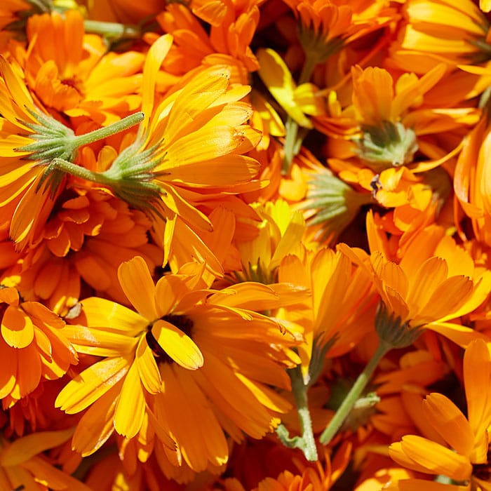 calendula-700x700.jpg