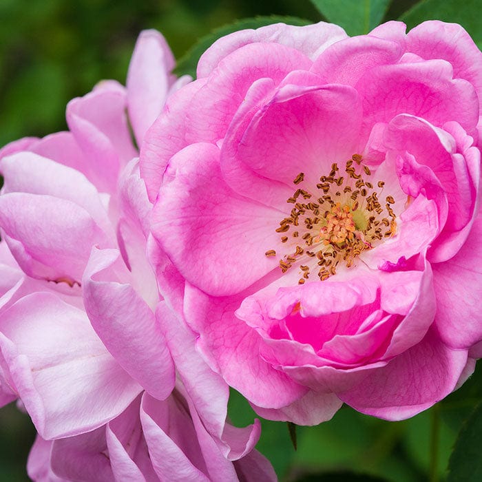 damask-rose-700x700.jpg