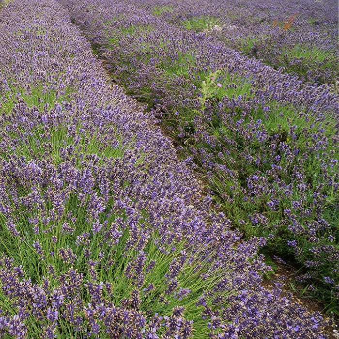 english-lavender-700x700.jpg