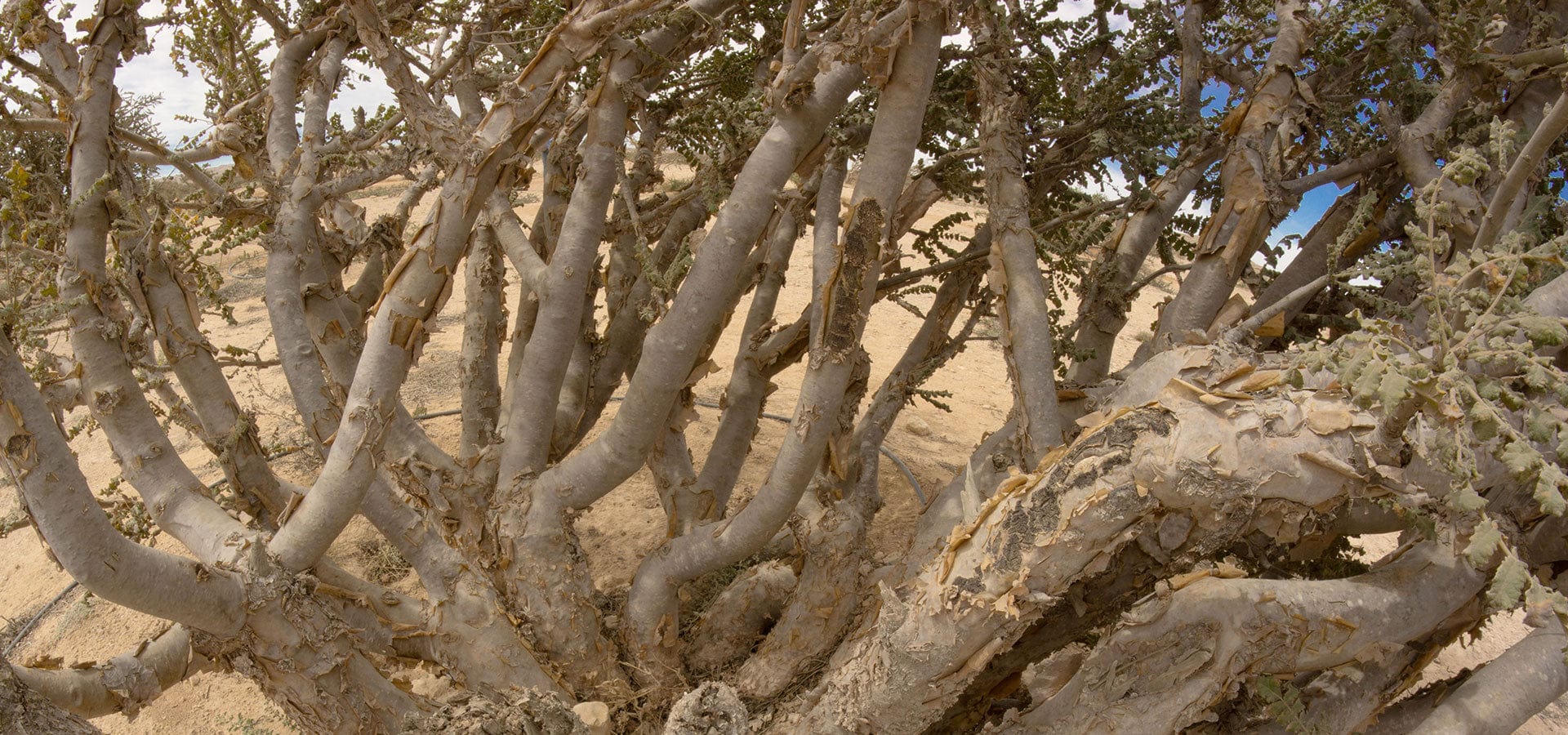 frankincense-1920x900.jpg