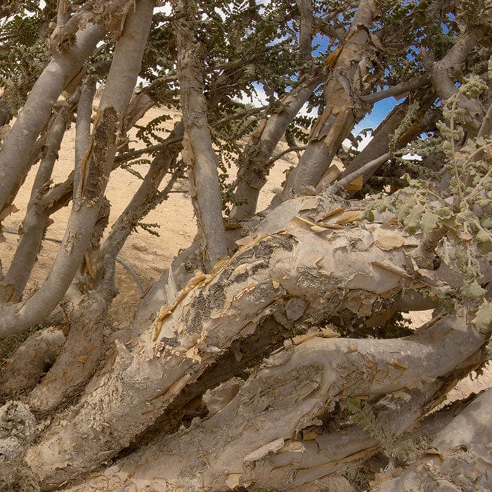 frankincense-700x700.jpg