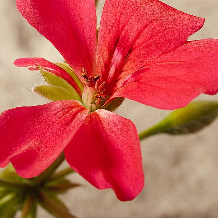 geranium-700x700.jpg