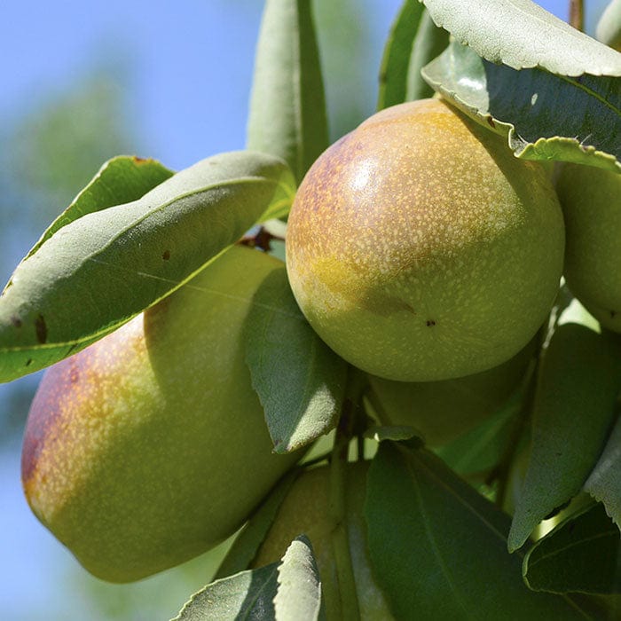 jojoba-seed-oil-700x700.jpg