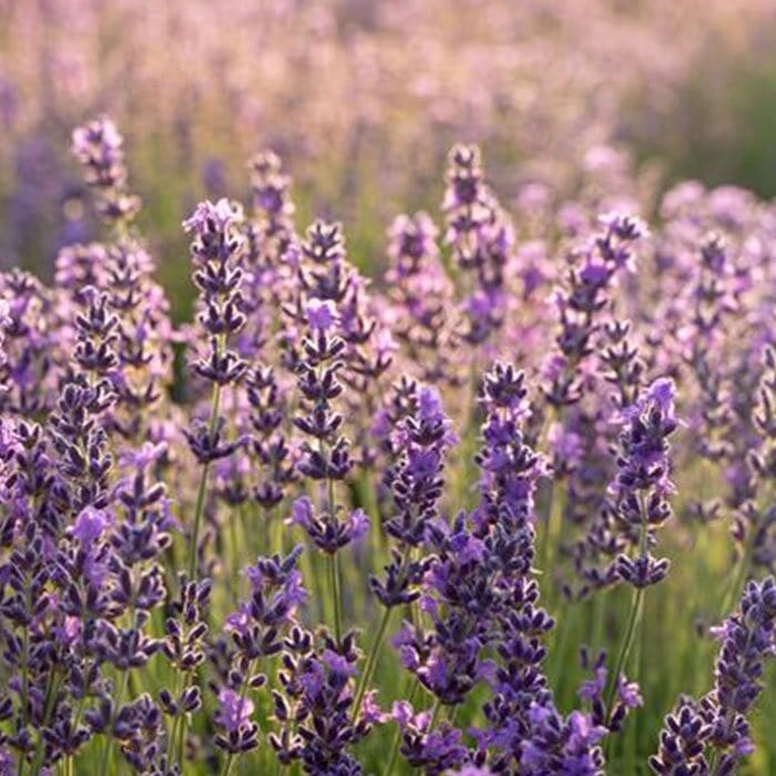 lavender-700-crop.jpg