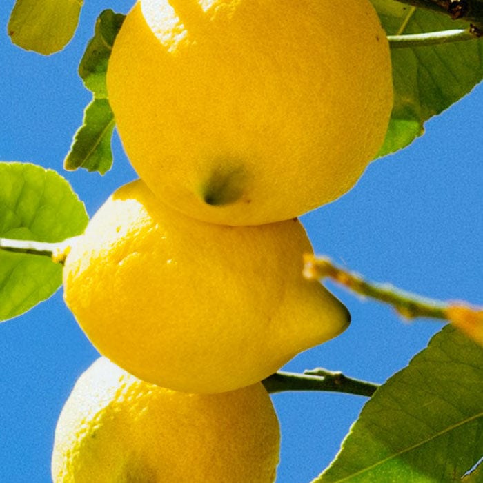 lemon-oil-700x700.jpg