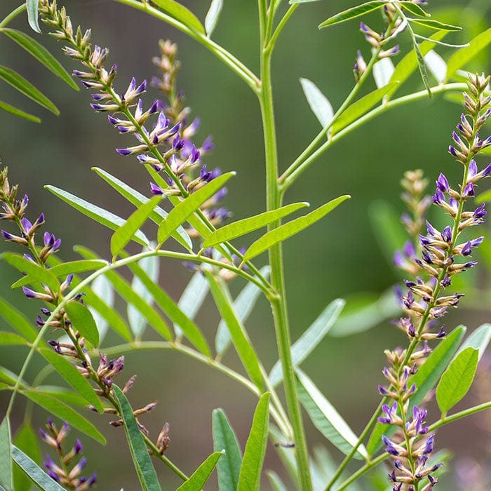 liquorice-root-extract-700x700.jpg