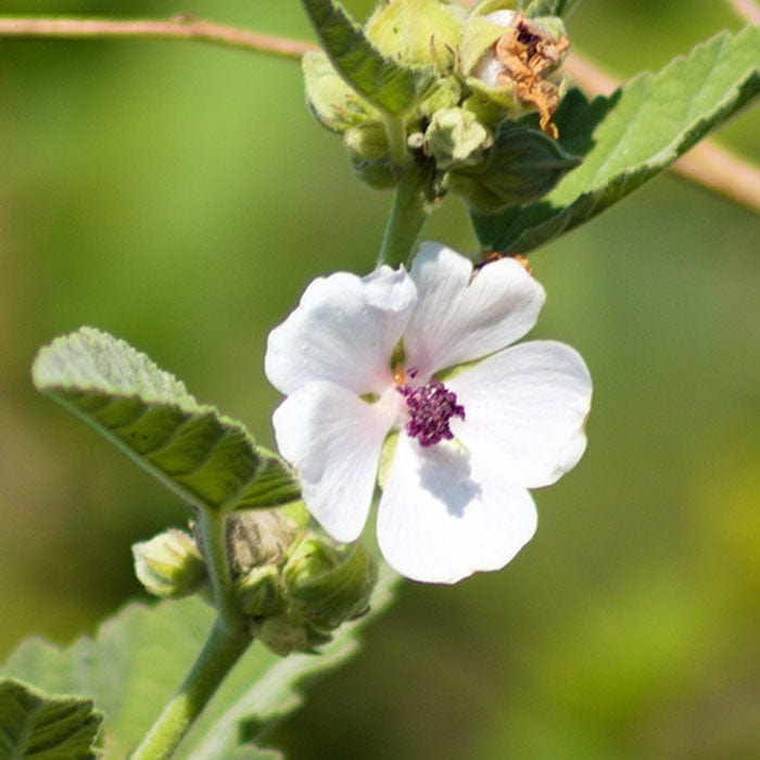 mallow-root-extract-700x700.jpg