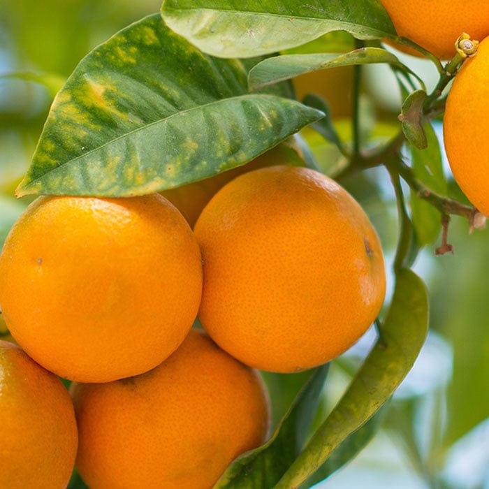 mandarin-700x700.jpg