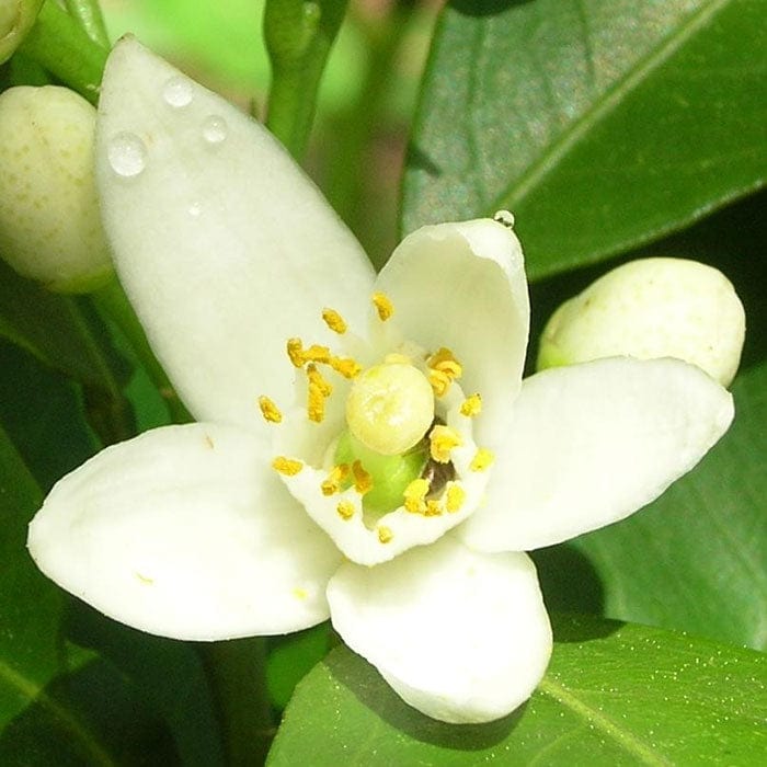 neroli-700x700.jpg