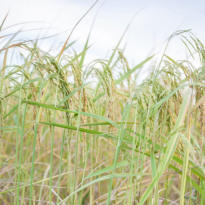 rice-700x700.jpg