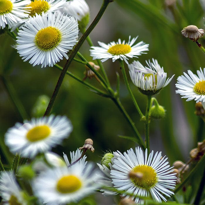 roman-chamomile-700x700.jpg