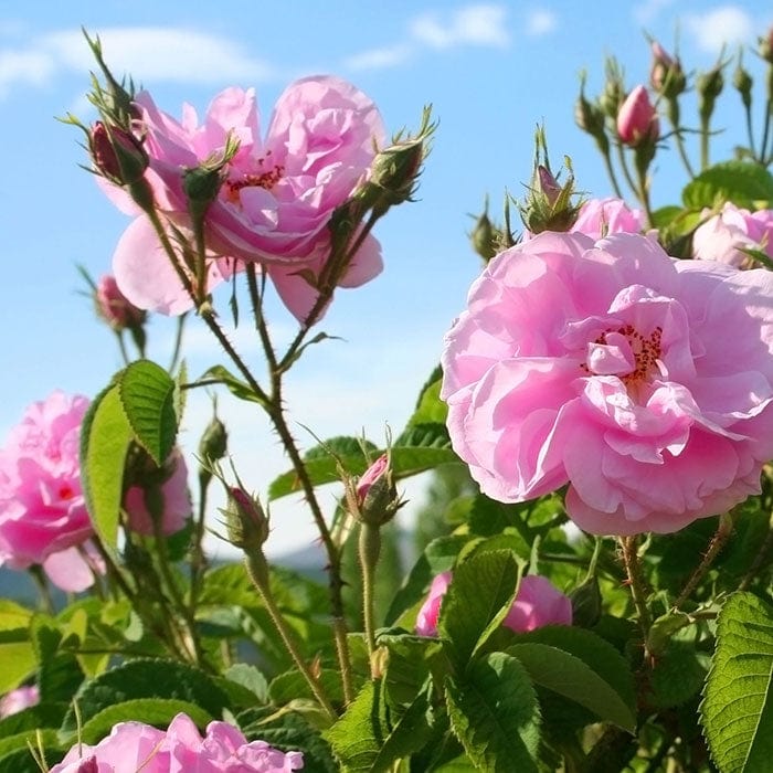 rose-700x700.jpg