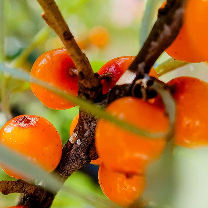 sea-buckthorn-700x700.jpg