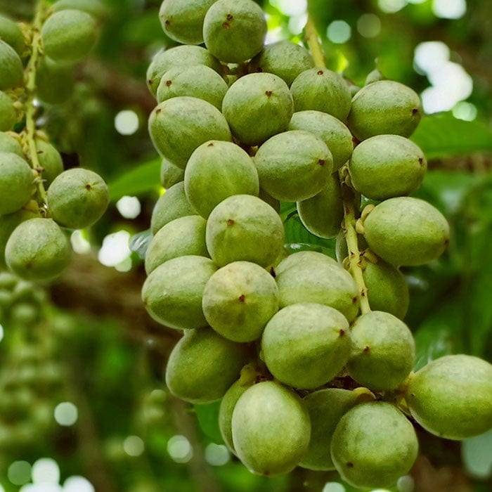 shea-butter-700x700.jpg