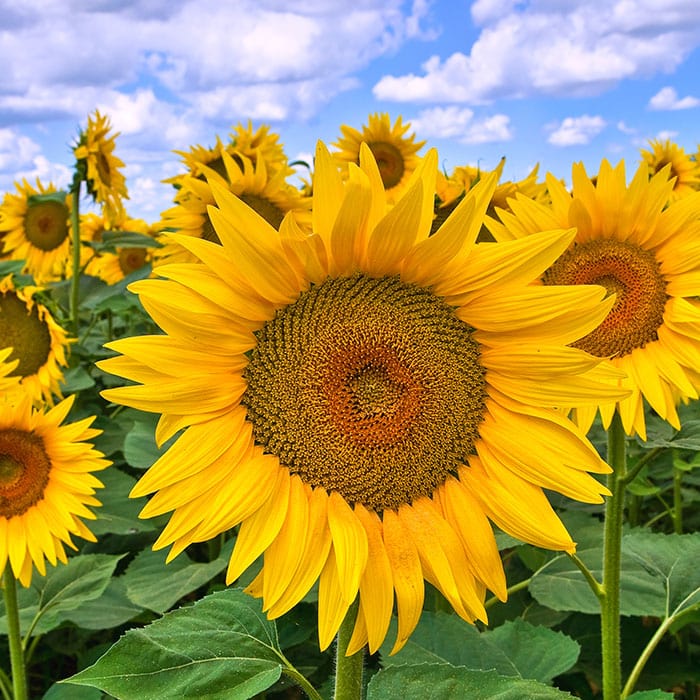 sunflower-700x700.jpg