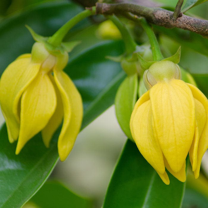 ylang-ylang-essential-oil-700x700.jpg